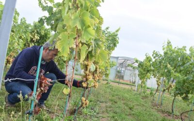 Retour sur les vendanges 2018 du CARAH