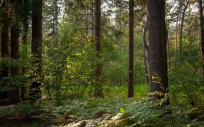 Offre d’emploi projet Wood to know