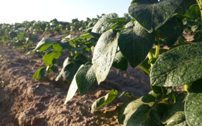 Formations phytolicence