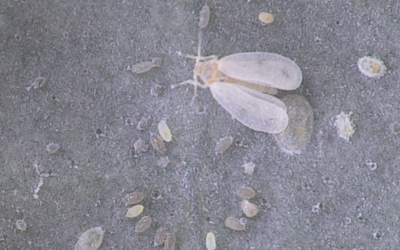 Aleurode du chou