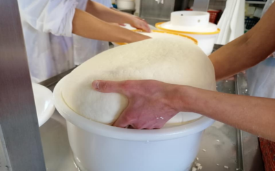 Formations fromagerie 2026 (2ème semestre)