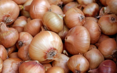 Des variétés robustes pour des oignons plus sains