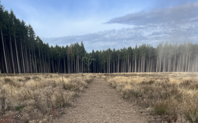 Lancement des travaux sur le site expérimental Forest Wood